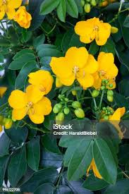 Image result for Senna floribunda