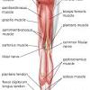 Electrical wiring diagrams leg bones diagram femur which are in coloration have a bonus above when looking at any leg human anatomy diagrams show internal. 1