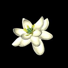 What Earth S First Flower Might Have Looked Like Magnolia Flower Flowers Planting Flowers