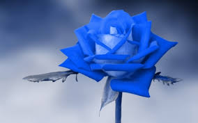 High definition desktop wallpaper can make your computer and mobile device look cool. Blue Rose Flowers Nature Background Wallpapers On Desktop Nexus Image 2485817