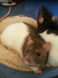 My Rats Cute Rats Pet Rats Cute Animals