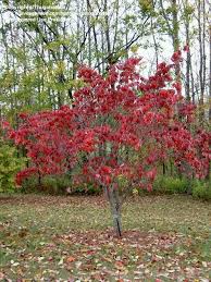 Some of these trees have attractive foliage and can grow quite tall, while others remain compact for a patio. Plantfiles Pictures Pink Flowering Dogwood Cornus Florida F Rubra By Salmonme Backyard Plants Pink Dogwood Tree Fall Plants