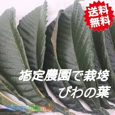 楽天市場 送料無料 乾燥葉 びわ １００グラム びわ 葉 びわの葉 茶 枇杷 の葉 ビワ の葉 びわ葉 ビワ葉 枇杷葉 ドライリーフ びわ茶 ビワ茶 枇杷茶 びわちゃ びわエキス びわの葉エキス ビワの葉エキス 乾燥 無農薬 健康 美容 風呂 入浴剤 ギフト みなみちた