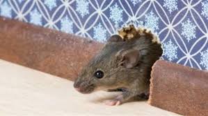 صدى البلد لماذا أمر الرسول بقتل الفأر إعجاز علمي