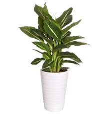 Pin Pa Plants Lovely Plants