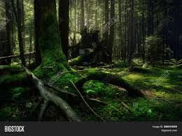 Dark Forest Forest Image Photo Free Trial Bigstock 1,996 free images of dark forest. dark forest forest image photo free