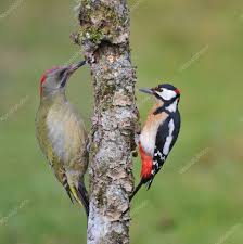 European ash is reported to be somewhat less attractive to emerald ash borer than are black, green, and white ashes, but it is far from immune. European Green Woodpecker And Great Spotted Woodpecker Perched On A Branch 151996460 Larastock