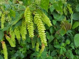 Image result for Pseudoeriosema