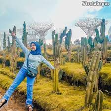 Taman Bunga Celosia Wisata Bandungan Rasa Mancanegara