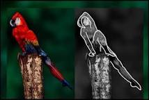 Image result for parrot painting on girl