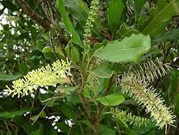 Image result for Macadamia aff. integrifolia