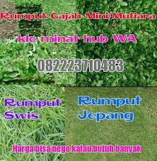 Teksturnya sangat miripdengan rumput peking, hanya saja kerapatan tumbuh kembangnya daunnya lebih jarang. Rumput Gajah Mini Jepang Home Facebook