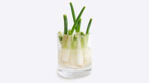 What do you need to know about growing scallions? Regrow Scallions For A Future Full Of Alliums Bon Appetit