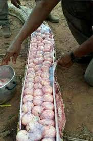 Maybe you would like to learn more about one of these? Bunuh Ular Sawa Kerana Disangka Telan Lembu Peliharaan Tetapi Rupanya Wanista Com