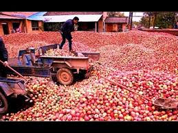 , varying from the refreshing watermelon, best apple juice, mint and chia seeds concoction of antioxidants to the protein rich juices consisting of cucumbers, kale and green apples. How Apple Juice Made In Factory Apple Juice Production From Apple Youtube