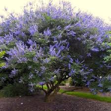 Image result for Vitex