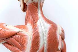 Como aliviar el dolor de espalda ciatica. Anatomia De Los Musculos De La Espalda Mejor Con Salud