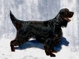 Black And White English Setter Puppies For Sale Black Irish Setter Irish Setter Black Irish Dogs And Puppies