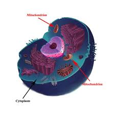 Atp synthesis occurs in them by adp and pyruvate synthesizing to create atp, which is energy. All About Mitochondria Lhsc