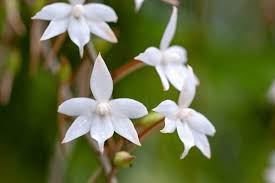 Image result for Aerangis appendiculata