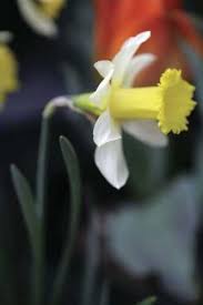 Brent And Becky S Bulbs Daffodils Narcissus Daffodil Bulbs