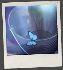 Afonso Novais (afonsonovais20)