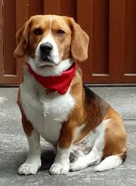 Jack Daniels Beautiful Dogs Beagle Puppy Beagle Breeds