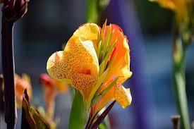 Canna comes in a rainbow range of luxurious color, from red to yellow, orange and white, and they bloom profusely from midsummer to early fall. Growing Guide For Cannas Tips Flowers Gardening Blooming Secrets