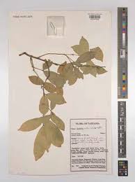 Image result for Pancovia holtzii