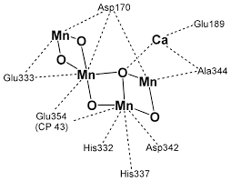 Photosynthese als photosynthese oder fotosynthese (griechisch φῶς phōs, licht; Photosynthese Biologie