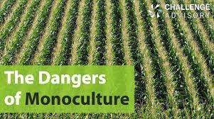 How can monoculture lead to wider usage of pesticides? The Dangers Of Monoculture Farming Challenge Advisory