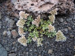 Image result for Polycarpaea