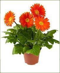 Barberton Daisy Google Search Plants Air Purifying Plants Cat Safe Plants