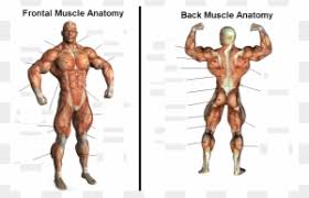 Related posts of muscles of the lower back and buttocks diagram frog muscle anatomy. Muscle Blank Diag Ant Posterior Muscles In The Human Body Free Transparent Png Clipart Images Download