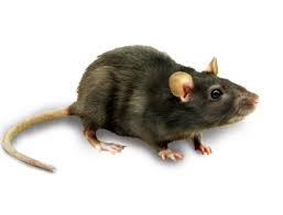 Rat Mouse Transparent Png Image Web Icons Png Rats eats a variety of foods. rat mouse transparent png image web
