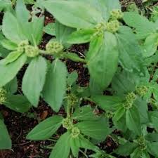Pokok susu nabi @ susu kambing @ pokok gelang @ keremek susu @ ara tanah atau lain2 nama paling kebaikan daun durian belanda ialah dapat mengatasi masalah sakit kerongkong, cirit birit. Pokok Daun Susu Nabi Ubati Lumpuh Strokeä¸­é£Žè‰è¯é£žæ‰¬è‰ Shopee Malaysia