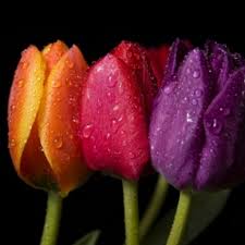 Ivy On Twitter Tulips Flowers Tulip Flowers Tulips Wallpaper