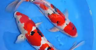 Ikan Koi No Togel Hobi Mancing