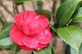 Camellia Japonica Camellia Common Camellia Japanese Camellia Peony Camellia Thea Japonica North Carolina Extension Gardener Plant Toolbox