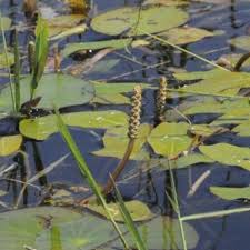 Image result for Thunbergianthus ruwenzoriensis