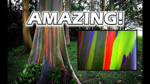 It is the only eucalyptus species that usually lives in rainforest. Growing Rainbow Eucalyptus Trees Is Amazing Rainbow Tree For Sale Youtube