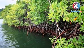 Hutan bakau merupakan ekosistem penting yang terletak di pesisir pantai. Kupas Tuntas Hutan Bakau Di Lampung Tersisa 2 013 Hektare