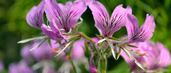 Image result for Pelargonium domesticum round-leaved bushy