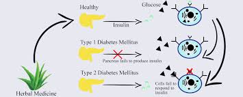 Biomolecules Free Full Text Antidiabetic Potential Of Medicinal Plants And Their Active Components Html