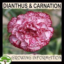 Dianthus Carnation Carnation Plants Plant Sale Growing Carnations