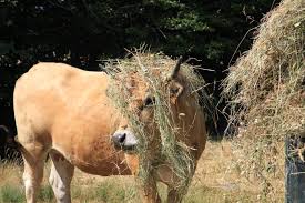 Les papillons sont les stars du printemps. La Fete Du Fin Gras Au Beage En Ardeche
