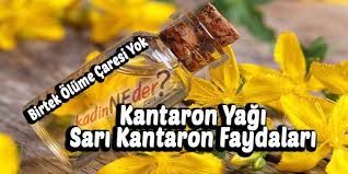 Kantaron Yagi Sari Kantaron Faydalari Bitki Diyet Bilgi