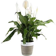 As little as two leaves from a single flower have resulted in death. Peace Lilies And Your Cat Animal Poisons Helpline