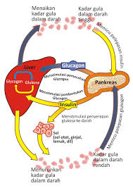 Glukosa adalah salah satu gula atau molekul yang dinilai penting untuk sel darah merah dan juga saraf otak. Diabetes Melitus Informasi Kedokteran Dan Kesehatan