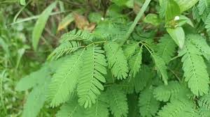 Image result for Aeschynomene tenuirama